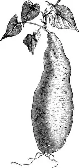 Vector Vectors Prints: Batatas Edulis is a dicotyledonous plant