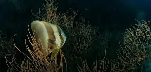 Immersion Prints: A batfish moves over the soft coral reef in the Indian Ocean