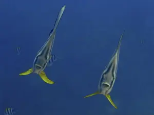 Sea Fish Prints: Two batfish with yellow fins, longfin batfish (Platax teira)