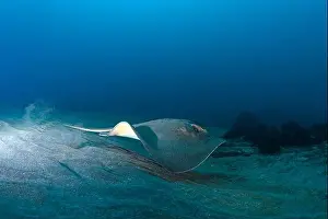 Gliding Prints: Bathytoshia brevicaudata - short-tail stingray