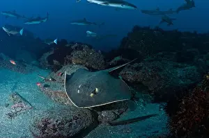 Underwater Ecosystem Prints: Bathytoshia brevicaudata and Triakis scyllium