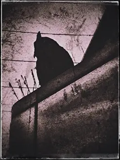Patience Prints: Batman, or the silhouette of a hook-beaked plastic owl used to scare pigeons away