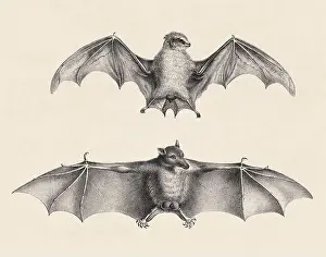 Soft Tones Prints: Bats illustration. Pencil sketch of bats isolated on an aged beige background