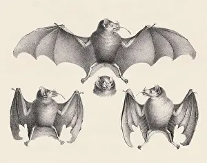 Soft Tones Prints: Bats illustration. Pencil sketch of bats isolated on an aged beige background