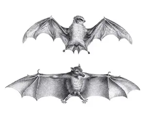 Soft Tones Prints: Bats illustration. Pencil sketch of bats isolated on a plain white background