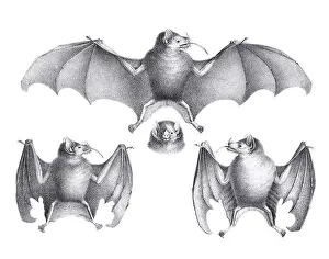 Soft Tones Prints: Bats illustration. Pencil sketch of bats isolated on a plain white background
