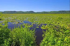 Mississippi River Prints: Bayou of the MIssissippi River in Summer Green in the Trempealeau National Wildlife Refuge in Wisconsin