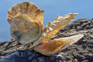 Oyster Prints: Beach concept. Sea shell with ocean on background