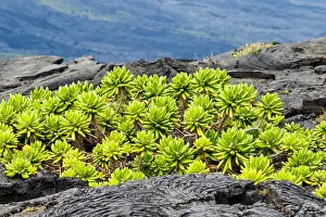 Big Black Prints: Beach Naupaka plant (scaevola taccada) growing on black volcanic lava near shoreline on the Big Island of Hawaii