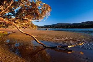 Tage Prints: Beach near Papatowai, South Island, New Zealand