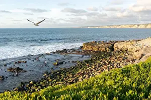 Pinniped Prints: A beach full of seals resting at sunset. La Jolla Cove, San Diego, Calirfornia