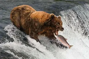 Catching Prints: Bear about to catch salmon in mouth