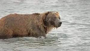 Caught Prints: Bear with head under water