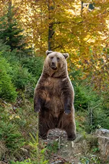Ursus Arctos Prints: Bear in yellow forest. Autumn trees with bear, Ursus arctos, fall colours