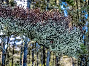 Lichen Prints: Beard lichen is growing on a tree branch in Leadbetter Point State Park, Washington, USA