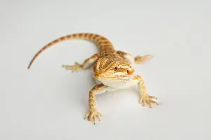 Reptilian Prints: Bearded dragon. Feeding a lizard grasshoppers and crickets using metal tweezers
