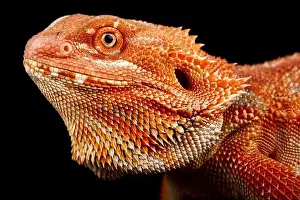 Diurnal Prints: The Bearded Dragon (Pogona vitticeps) is one of the most popular pet lizard species in the world