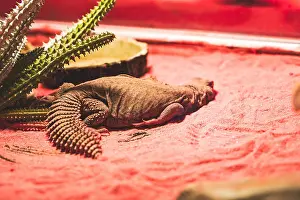 Claw Prints: Bearded dragon resting in their natural habiat in the zoo. Endangered lizard of the world