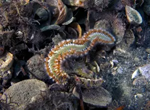 Reefs Prints: A Bearded Fireworm (Hermodice carunculata) in Florida, USA
