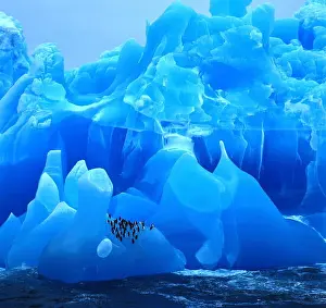 Inherent Prints: bearded penguin, chinstrap penguin (Pygoscelis antarctica)