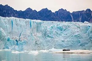 Common Seal Prints: Bearded seal (Erignathus barbatus) on ice in front of glacier