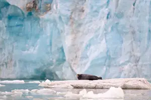 Common Seal Prints: Bearded seal (Erignathus barbatus) on ice in front of glacier