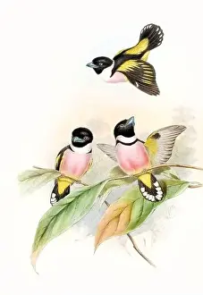 Red Bird Prints: Beautibul Bird illustration. Vintage bird Print by John Gould. Ca.1850