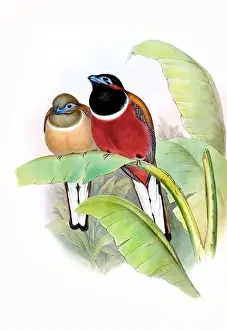 Red Bird Prints: Beautibul Bird illustration. Vintage bird Print by John Gould. Ca.1850