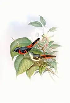 Red Bird Prints: Beautibul Bird illustration. Vintage bird Print by John Gould. Ca.1850