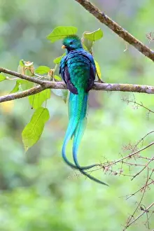 Guatemala Prints: A beautiful adult male Resplendent Quetzal (Pharomachrus mocinno)