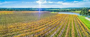 Mornington Prints: Beautiful aerial panorama of golden vineyard on bright sunny day with sun flare