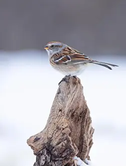 Sparrow Prints: A beautiful American tree Sparrow perched on a branch in winter in Canada