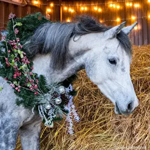 Gelding Prints: A beautiful Arabian horse wears a Christmas wreath in a barn with holiday lights fto send warm wishes of peace