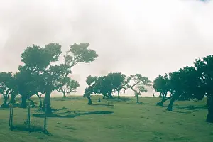 Haze Prints: A beautiful, atmospheric landscape of the famous Fanal forest in Madeira
