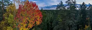 Hight Prints: Beautiful autumn landscape. Panorama view of forest from above. Latvian nature