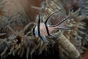 Jakarta Prints: Beautiful banggai cardinal fish at coral reef