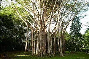 Wise Prints: A beautiful Banyan Tree on the tropical islandn of Pulau Ubin in SIngapore