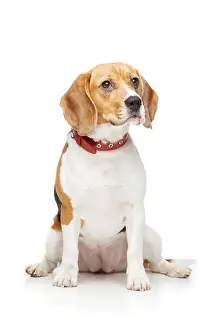 Doggie Prints: beautiful beagle girl dog with red collar isolated on white background. copy space