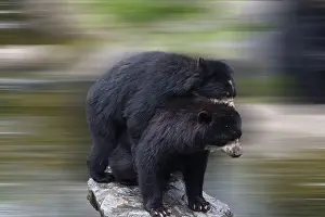 Offspring Prints: Two beautiful bears hug each other and play together