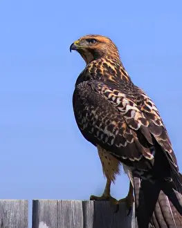 Carnivor Prints: This is such a beautiful bird of prey