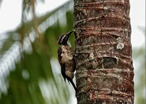 Nest Prints: A beautiful Black-rumped flameback woodpecker is sitting on coconut tree during the nesting season in a green blurred