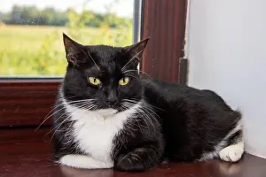 Sleepy Prints: A beautiful black and white cat is peacefully laying on a cozy window sill
