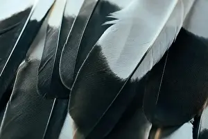 Nature Design Prints: Beautiful black and white color dark modern bird feathers seamless abstract lines pattern texture design natural