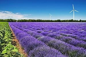 June Collection: Beautiful blooming lavender field and wind turbines on background in Bulgaria