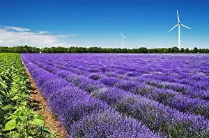 Beautiful blooming lavender field and wind turbines on background in Bulgaria