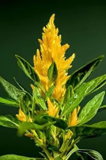 Flower Head Prints: Beautiful Blooming yellow Celosia flower or woolflower on a green background