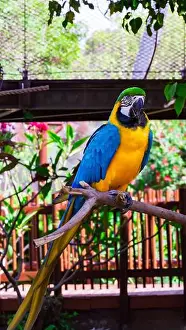 Macaw Prints: a beautiful blue-and-yellow macaw The macaw's long tail feathers extend elegantly downward