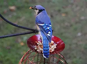 Blue Jay Prints: A beautiful Blue Jay eating peanuts from a bird feeder