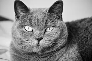 Tabby Prints: my beautiful British blue cat
