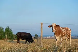 Graze Prints: Beautiful brown and white spotted Dutch cow (Holstein Friesian)